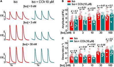 Acute Detubulation of Ventricular Myocytes Amplifies the Inhibitory Effect of Cholinergic Agonist on Intracellular Ca2+ Transients